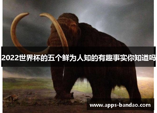 2022世界杯的五个鲜为人知的有趣事实你知道吗